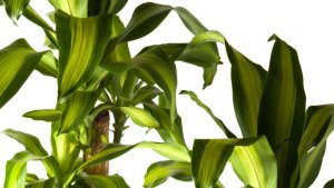 Tronco del Brasile è una delle piante che purifica l'aria