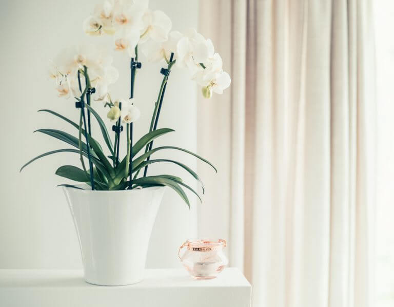 orchidee bianche con vaso bianco 