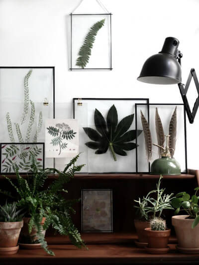 piante su scaffali di legno e quadri con foglie