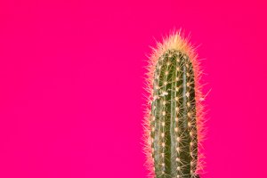 I cactus: quanti ne esistono e quali scegliere?
