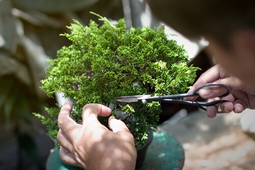 Preparazione per decorare con bonsai