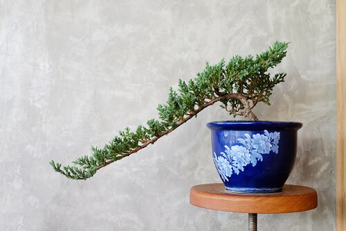 Bonsai dentro vaso blu su seggiolino