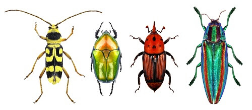 insetti colorati