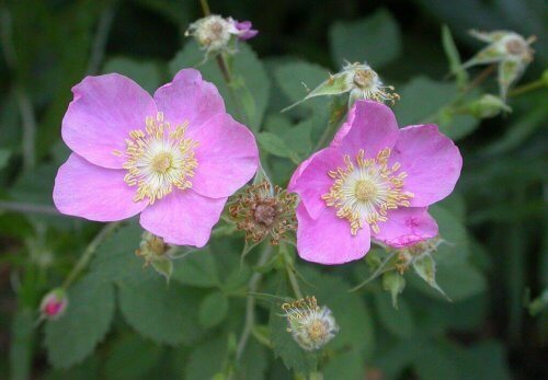 piante rampicanti fiorite: la rosa californica