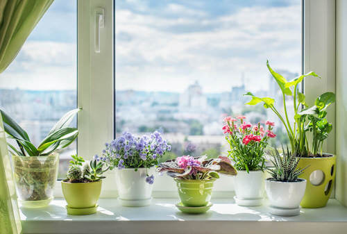 vasi con piante vicino alla finestra per dare profumo alla casa