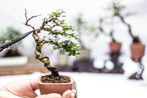 Come prendersi cura dei bonsai, alberi in miniatura