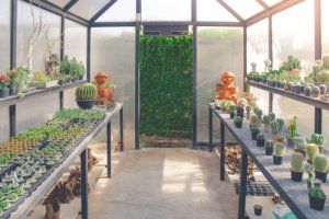La serra, il luogo ideale per le vostre piante