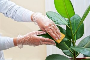 Mani puliscono le foglie di una pianta