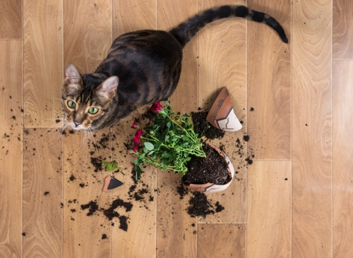  Animali domestici: abitudini quotidiane per una casa sempre pulita