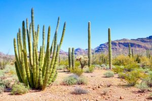 Cactus, pianta resistente e selvaggia nel deserto