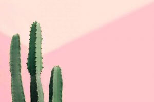 Cactus colonnari, piante resistenti e belle