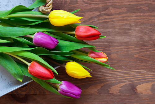 mazzo di tulipani colorati