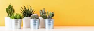 Cactus per decorare casa