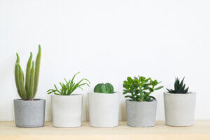 3 piante da interno ideali per la vostra casa