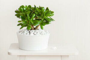 Tipo di succulenta in un vasetto bianco con sassolini