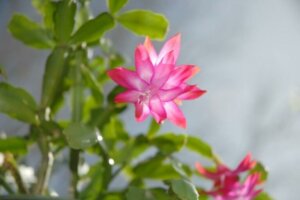 Cactus di Natale con fiori rosa