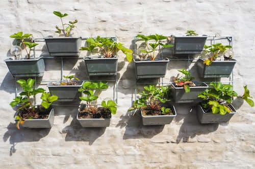 piante nei vasi appese al muro