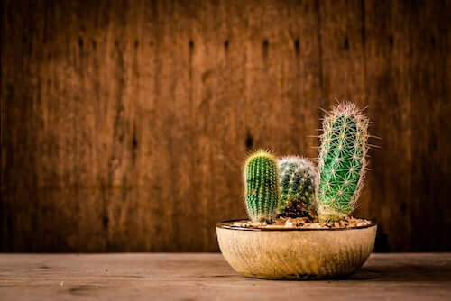 Cactus in vaso con parete di legno.