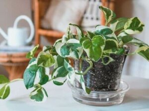 Lezione di botanica: le piante migliori per decorare la casa