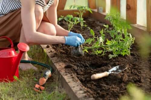 5 piante per tenere sotto controllo i parassiti nel vostro orto