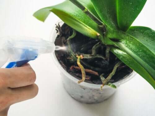 Persona che innaffia una pianta con uno spray.