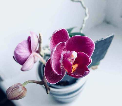 Orchidea con fiore viola.