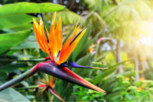 Uccello del paradiso: una bellissima pianta per decorare