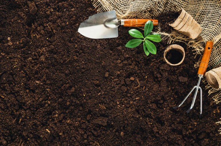 Come coltivare un orto nel giardino di casa