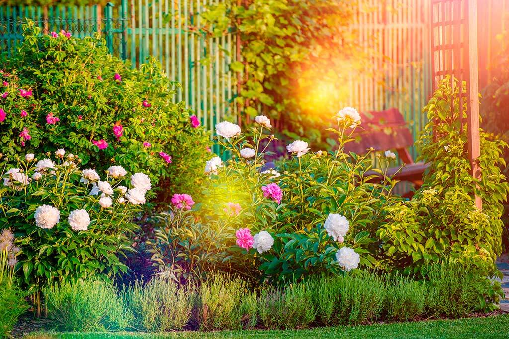 Le piante solari per ravvivare il giardino d’estate