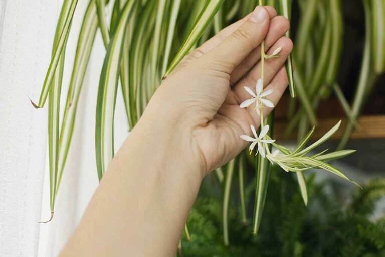 Clorofito, una pianta per purificare l'aria