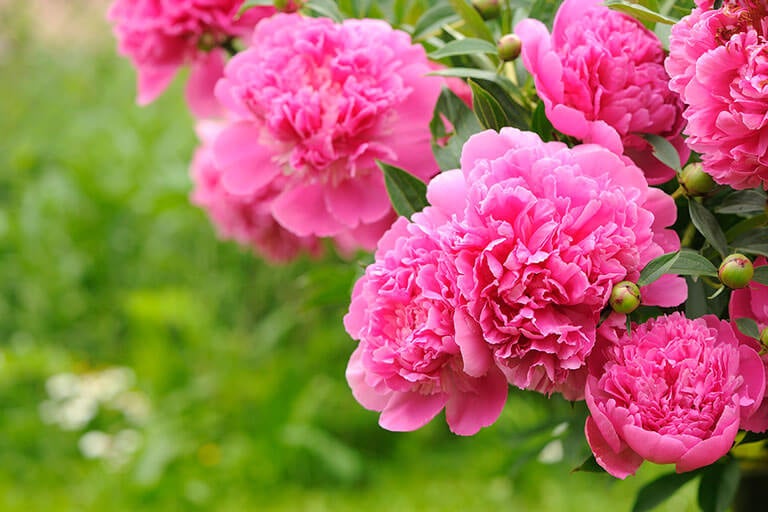 Peonie: fiori molto romantici e belli