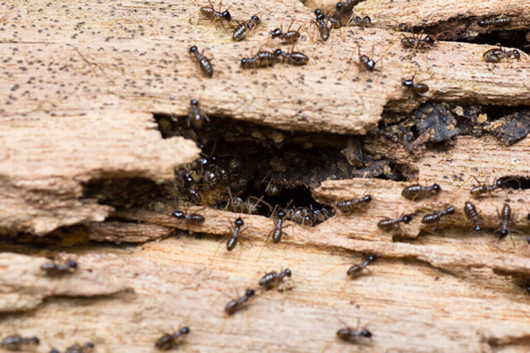 Suggerimenti per rilevare le termiti in casa