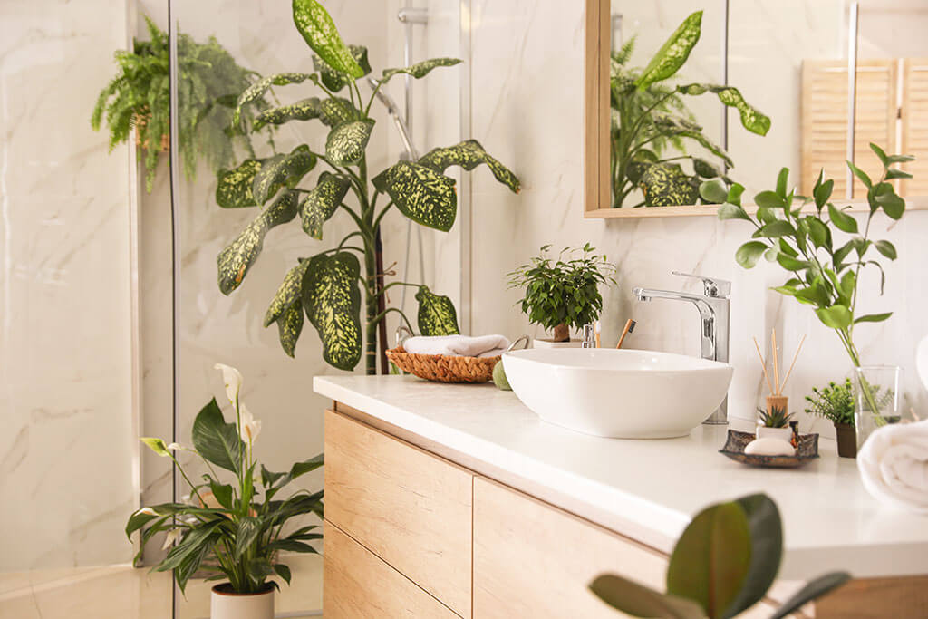 Scoprite le migliori piante per il bagno