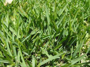 草の種類：ご自宅の芝生にピッタリなのはどれ？