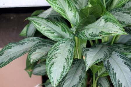 サトイモ科の水草とピレア・カディエレイ：テラリウムに合う2つの植物　最適な品種