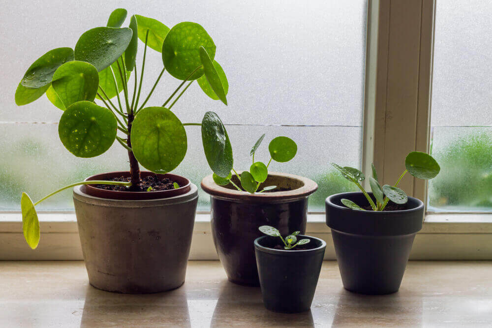 サトイモ科の水草とピレア・カディエレイ：テラリウムに合う2つの植物　植木鉢