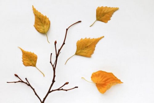 말린 잎으로 인테리어 소품을 만드는 2가지 방법