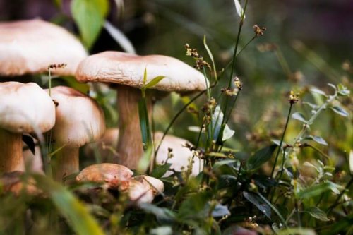 버섯을 직접 기를 때 온도와 습도 조절에 신경 써야 한다.