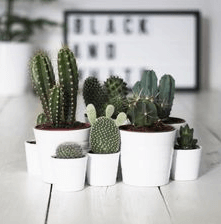 8 kamerplanten die je zou moeten kennen zoals de cactus