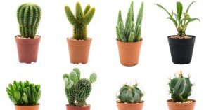 Cactussen variaties