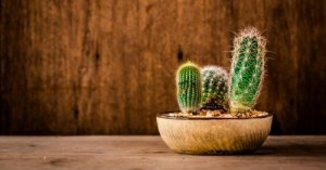 Waar en hoe moet je cactussen kopen
