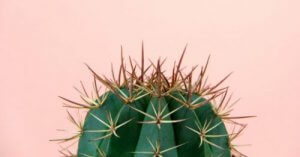 Cactus met scherpe stekels