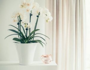 Orchideeën zijn een goede optie om je huis mee te decoreren