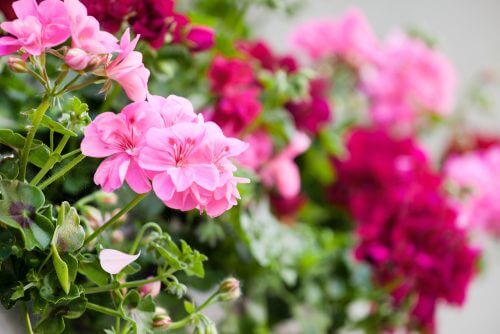 Roze geraniums in je tuin