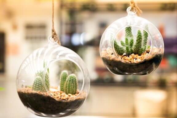 Hangende terrariums met cactussen