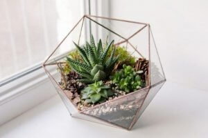 5 soorten decoratieve terrariums voor je huis