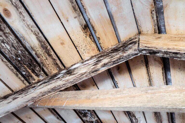 Schimmel van hout verwijderen