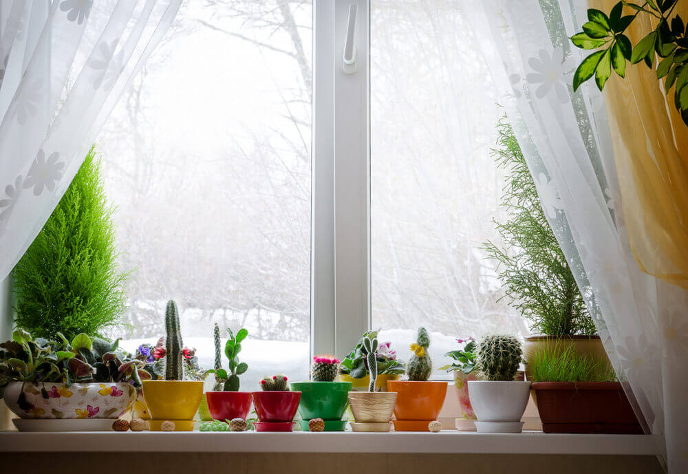 Raam met plantjes in de vensterbank