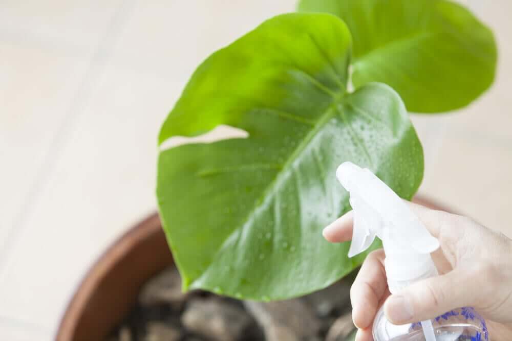Je planten verzorgen om plagen te voorkomen