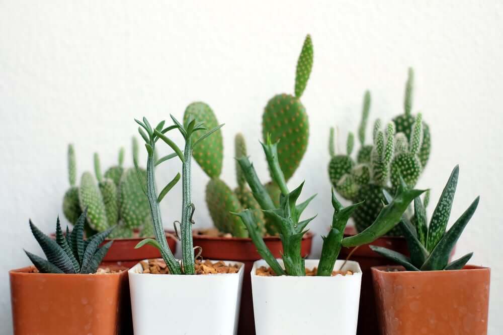 Verzameling cactussen